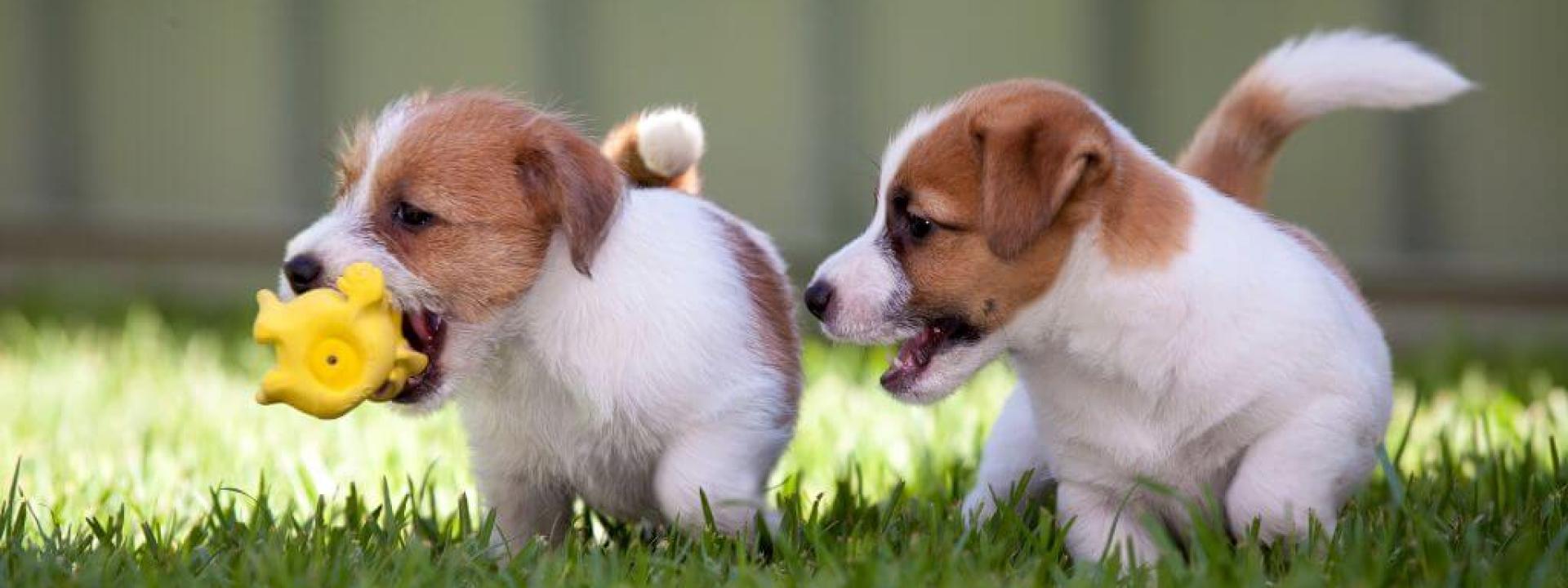 Two puppies playing with a toy outside for proper puppy socialization