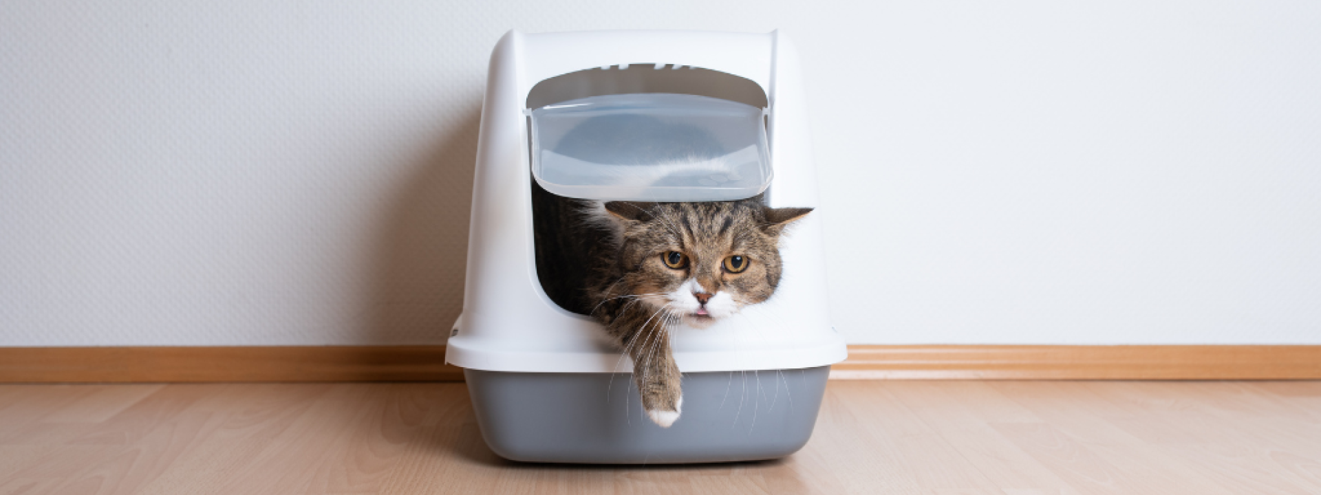 4-litter-box-tips-to-make-life-as-a-cat-owner-easier-hero-1.png