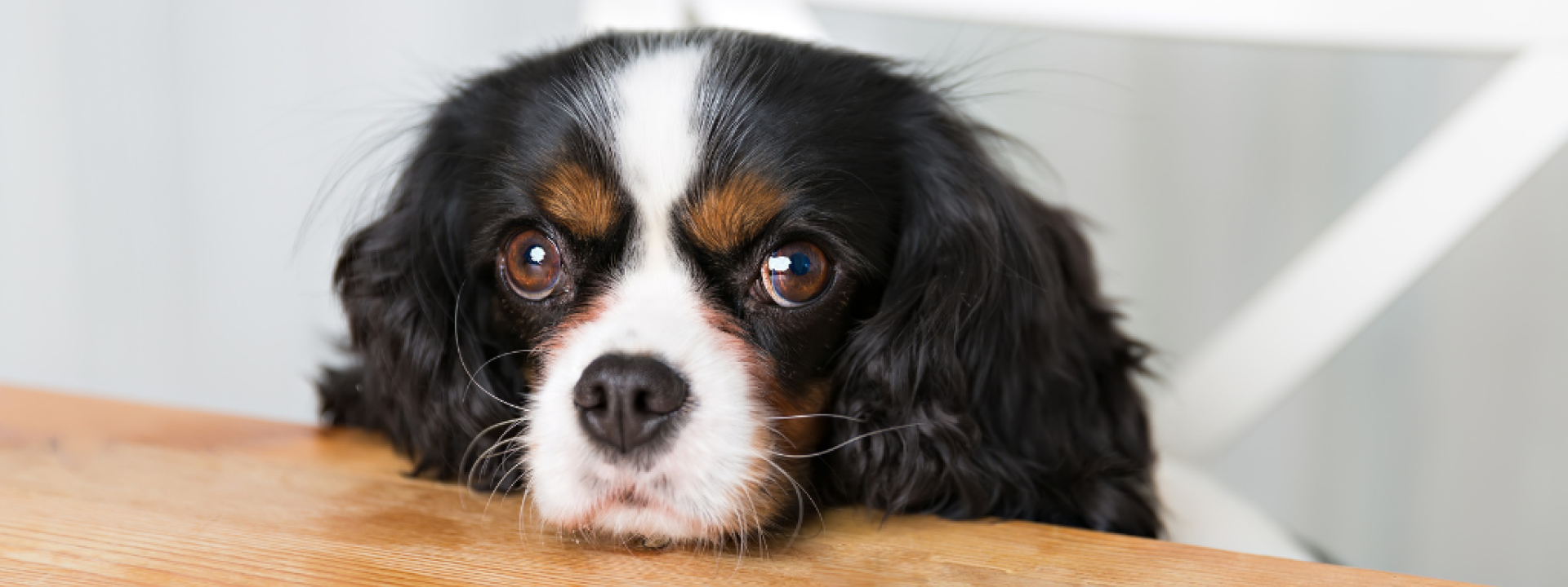 4-of-the-most-annoying-dog-behaviors-hero-1.png