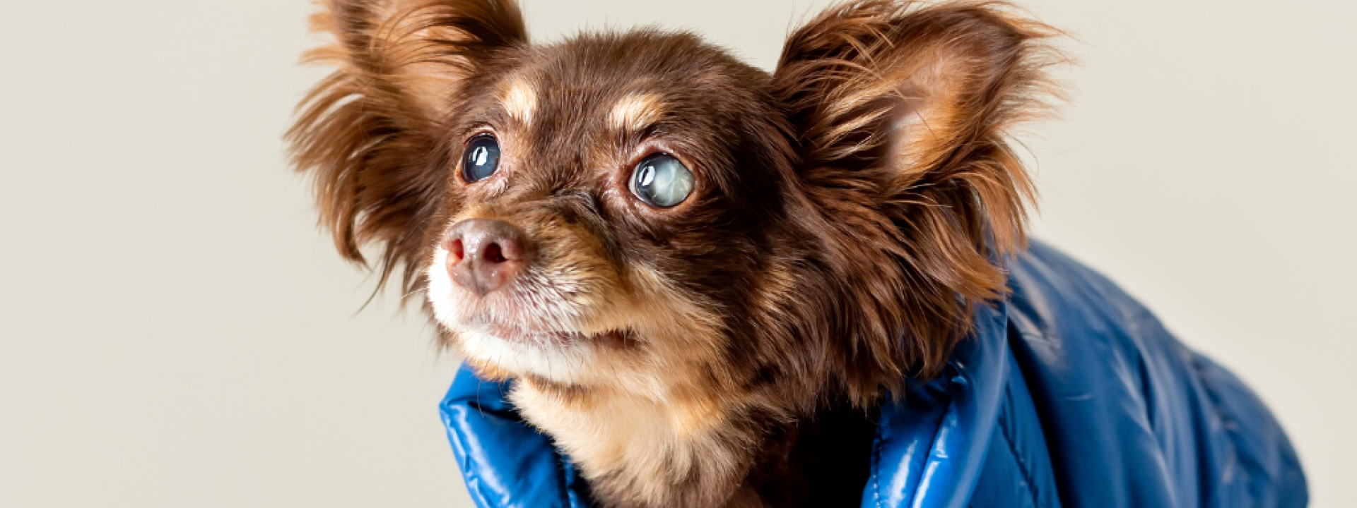 5-reasons-not-to-delay-your-dogs-eye-treatment-hero-1.png