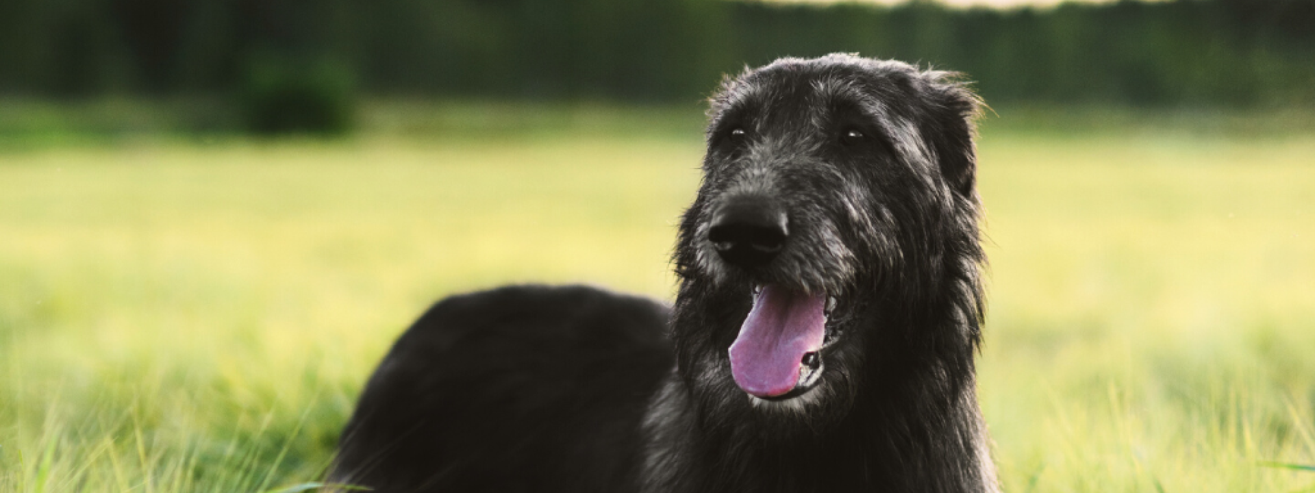 9-dog-breeds-from-ireland-hero-1.png