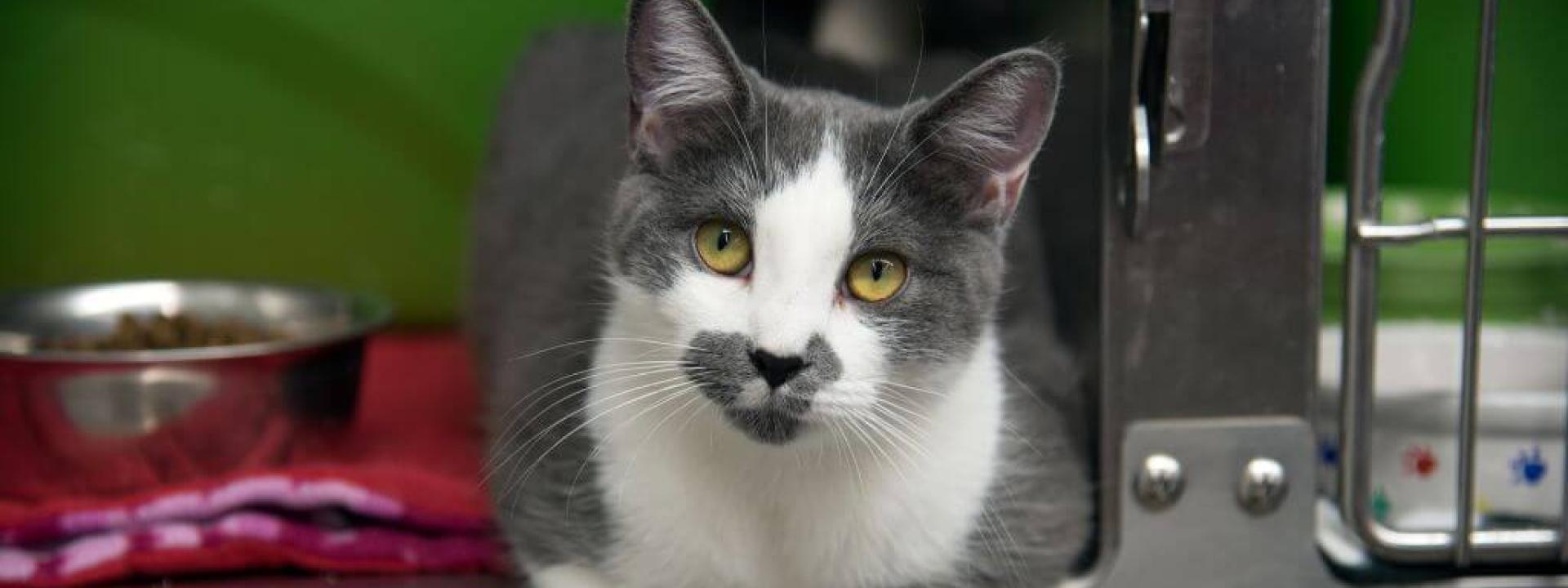adopt-a-cat-month.jpg