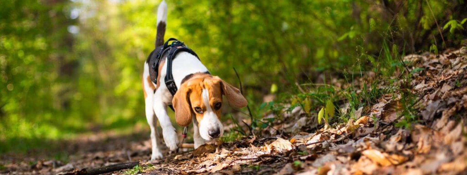 Dog sniffing through leaves on the ground for acorns
