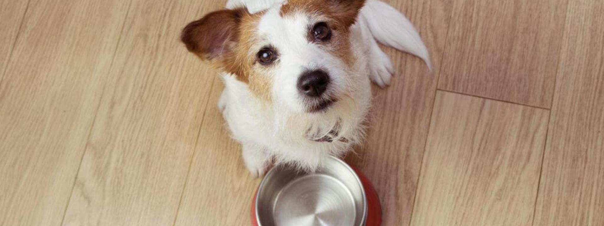 A bowl of pet food
