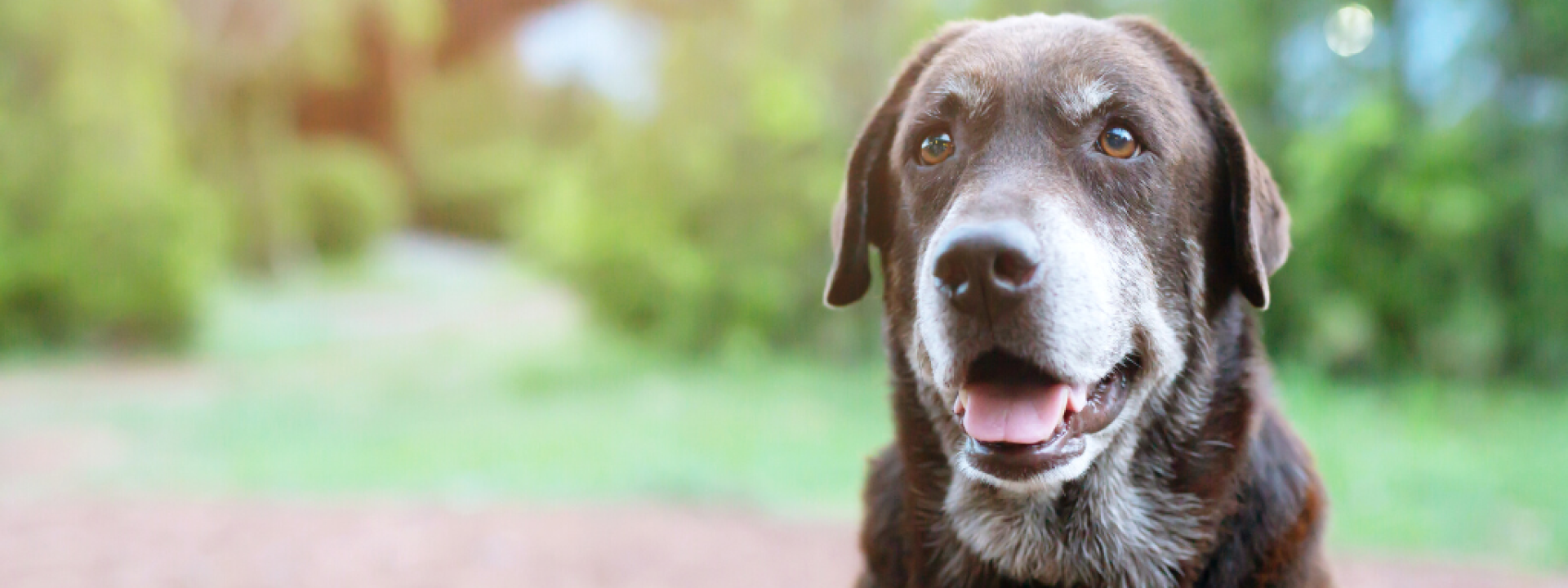arthritis-in-dogs-and-cats-hero-1.png