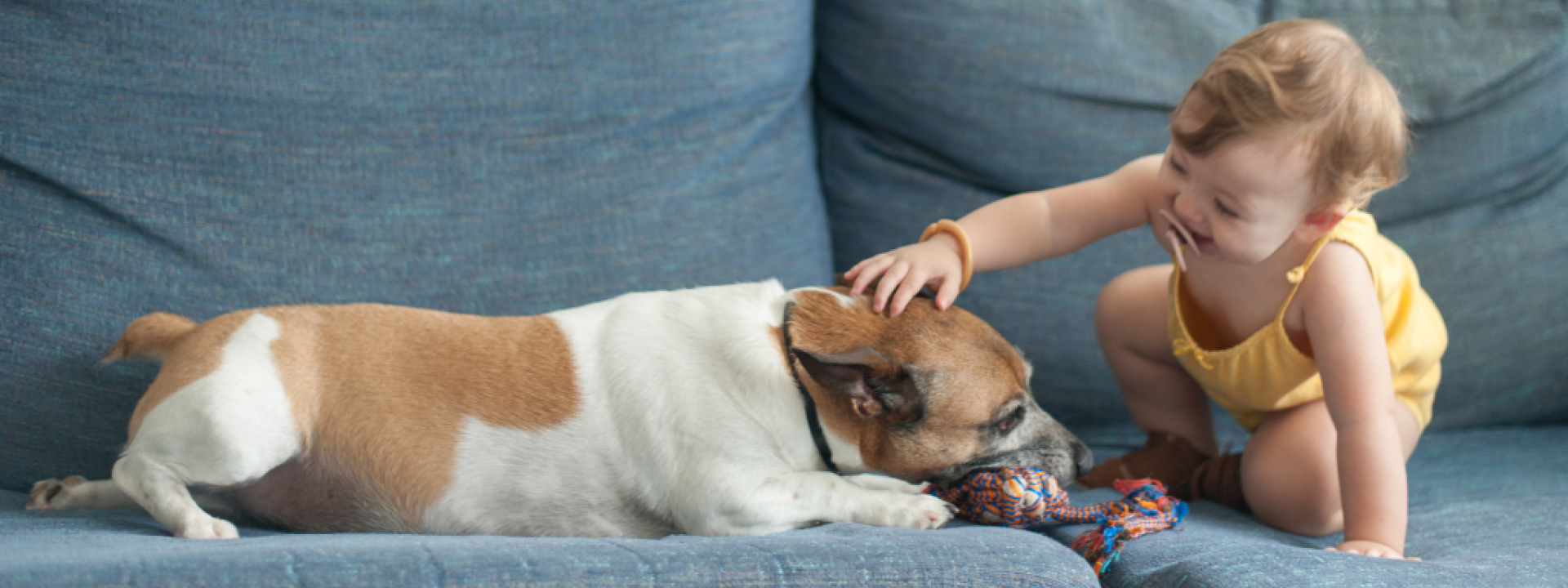 baby-training-your-dog-hero-1.png