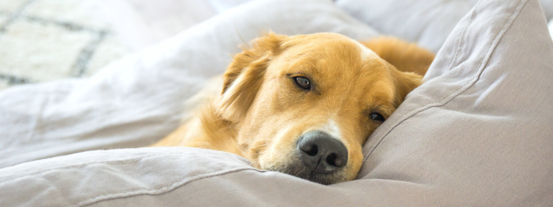 best-dog-breeds-for-couch-potatoes-hero-1.png