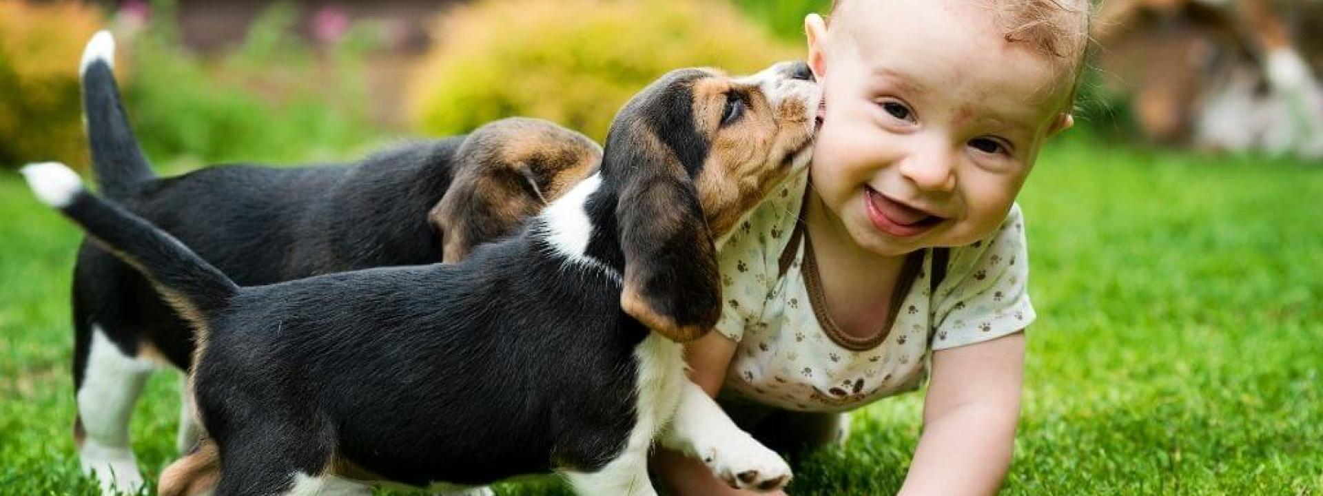 best-family-dogs.jpg