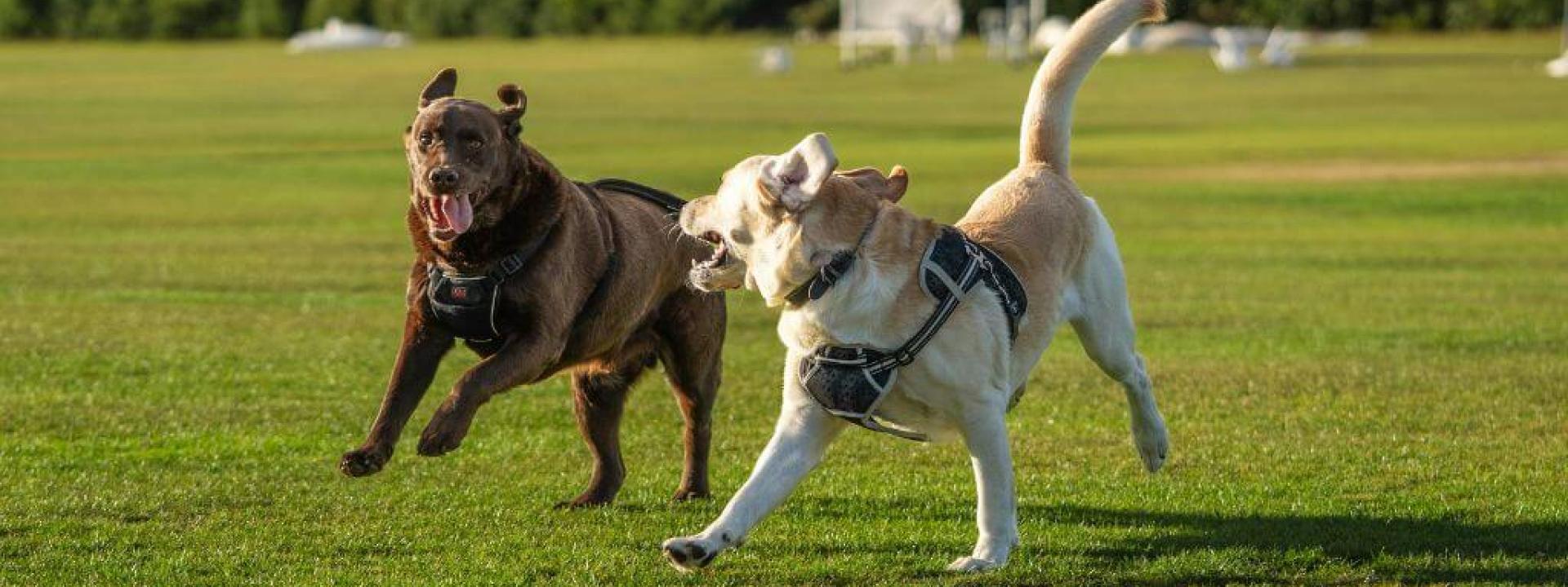 Two large dogs playing and chasing each other in the grass