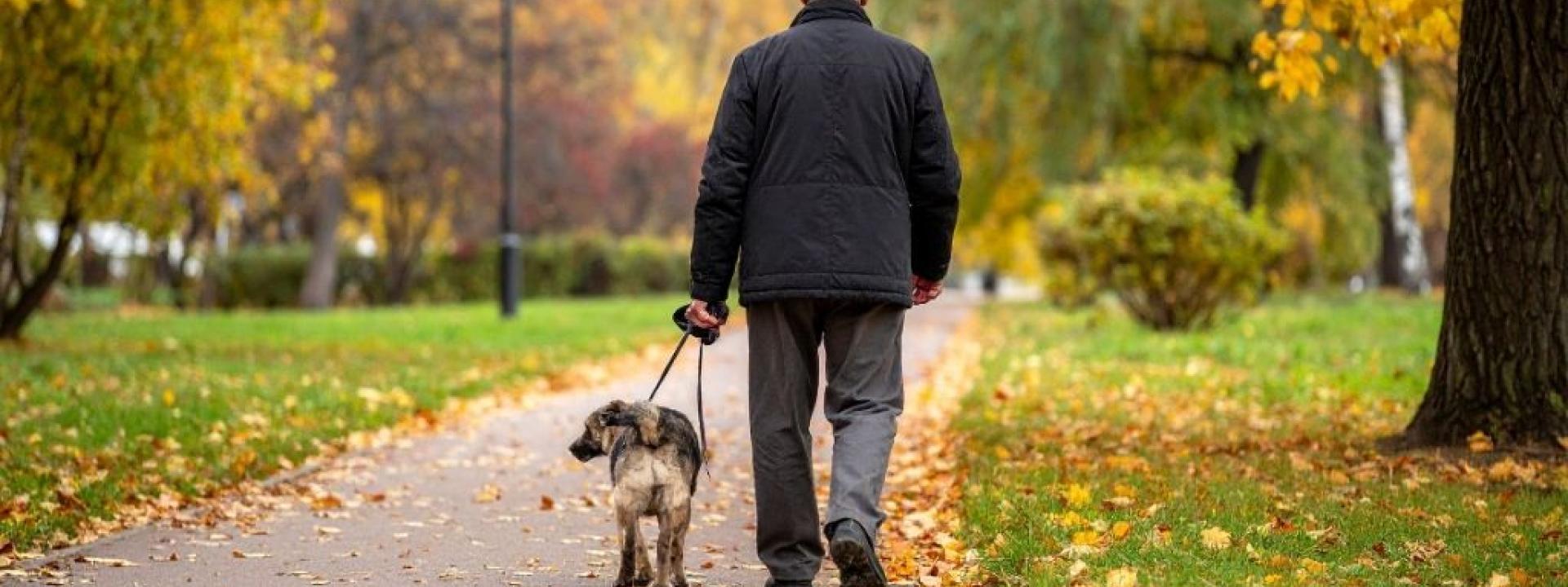 Older man walking his dog through a park during Fall