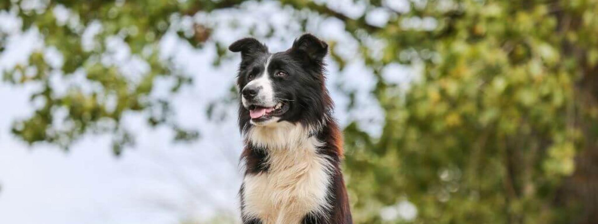 Dog outside in the grass, allergens could trigger dog asthma