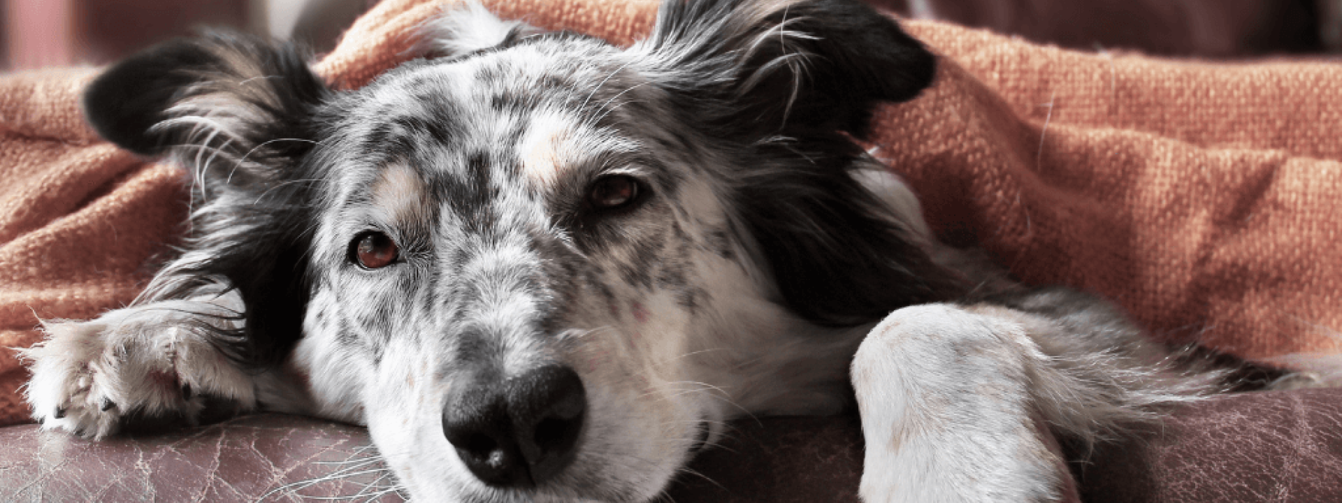canine-influenza.png