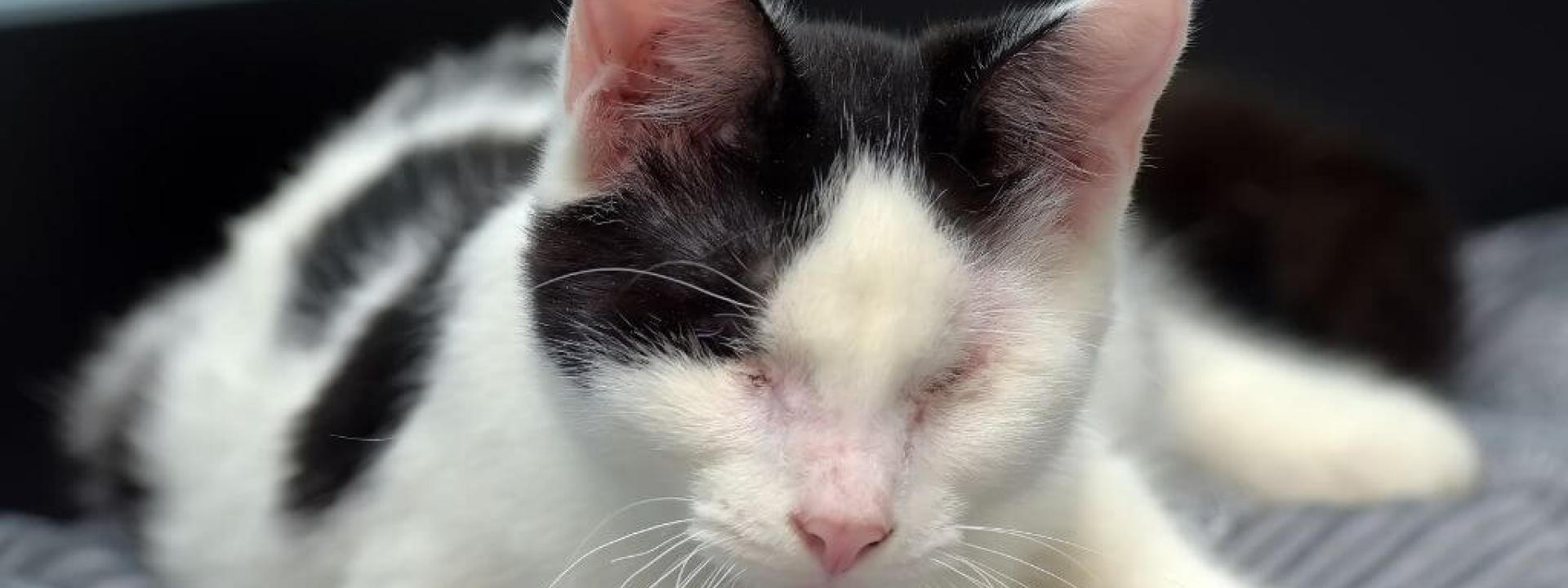 caring-for-blind-cats.jpg
