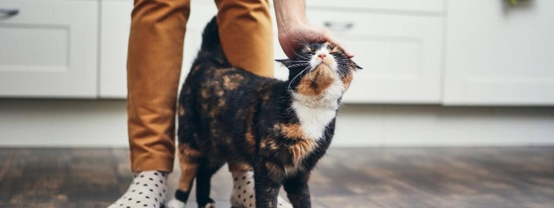 caring-for-deaf-cats.jpg