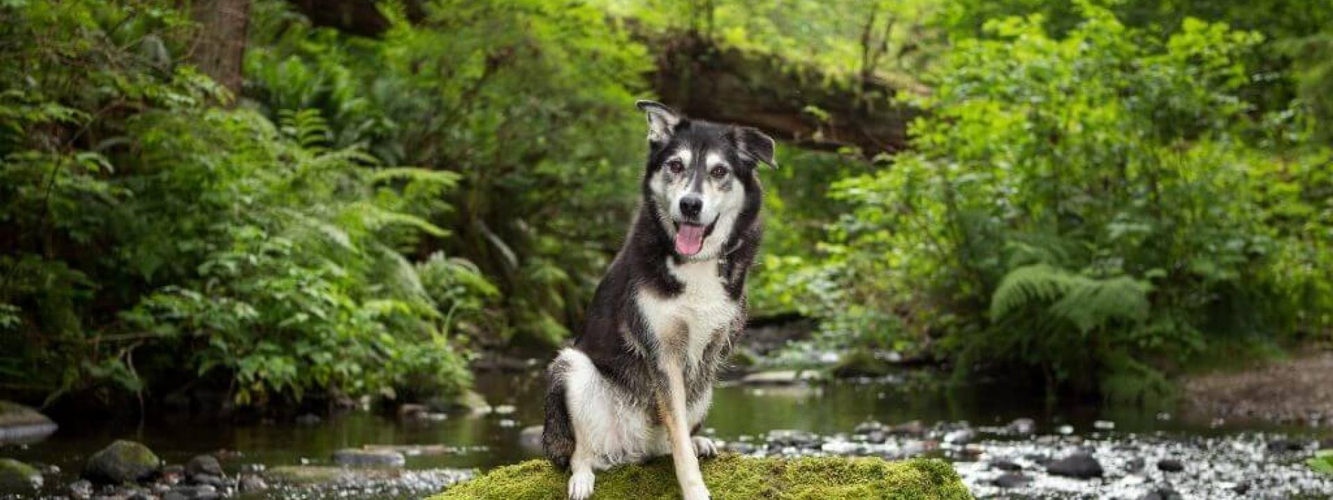 caring-for-dogs-missing-limbs.jpg