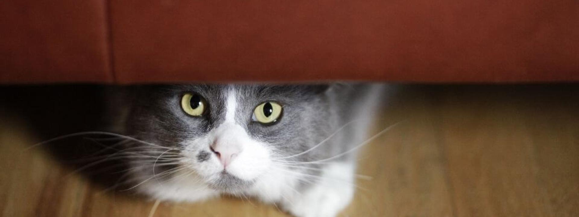 cat-illness-signs.jpg