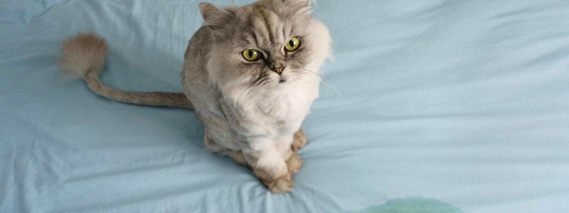 cat-urinary-issues.jpg
