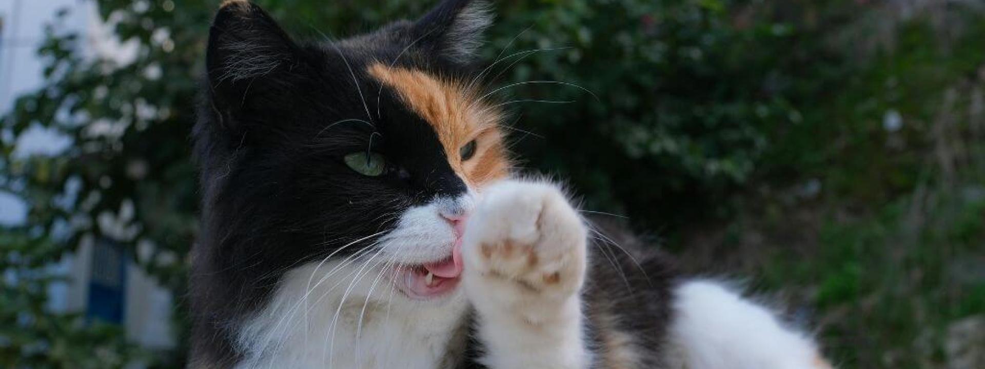 Multi-colored cat licking its paw while grooming