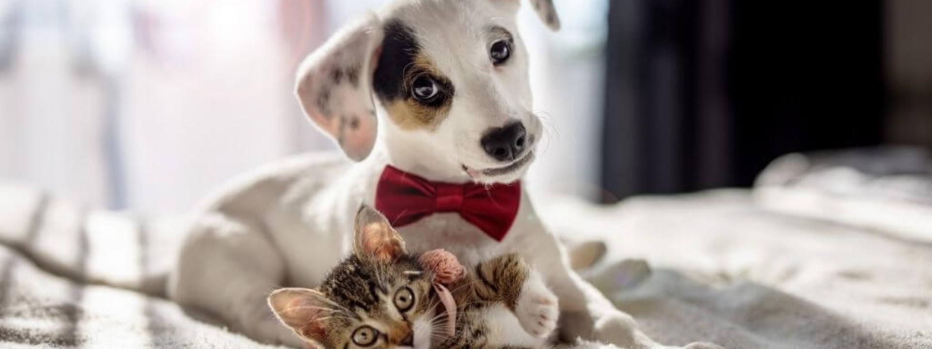 cats-dogs-lifestyle-fit.jpg