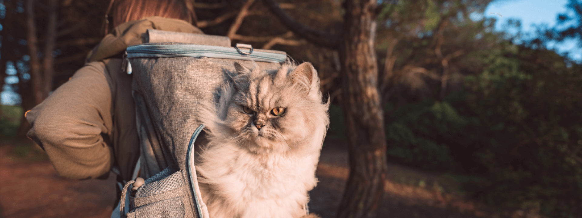 cats-hiking-tips.png