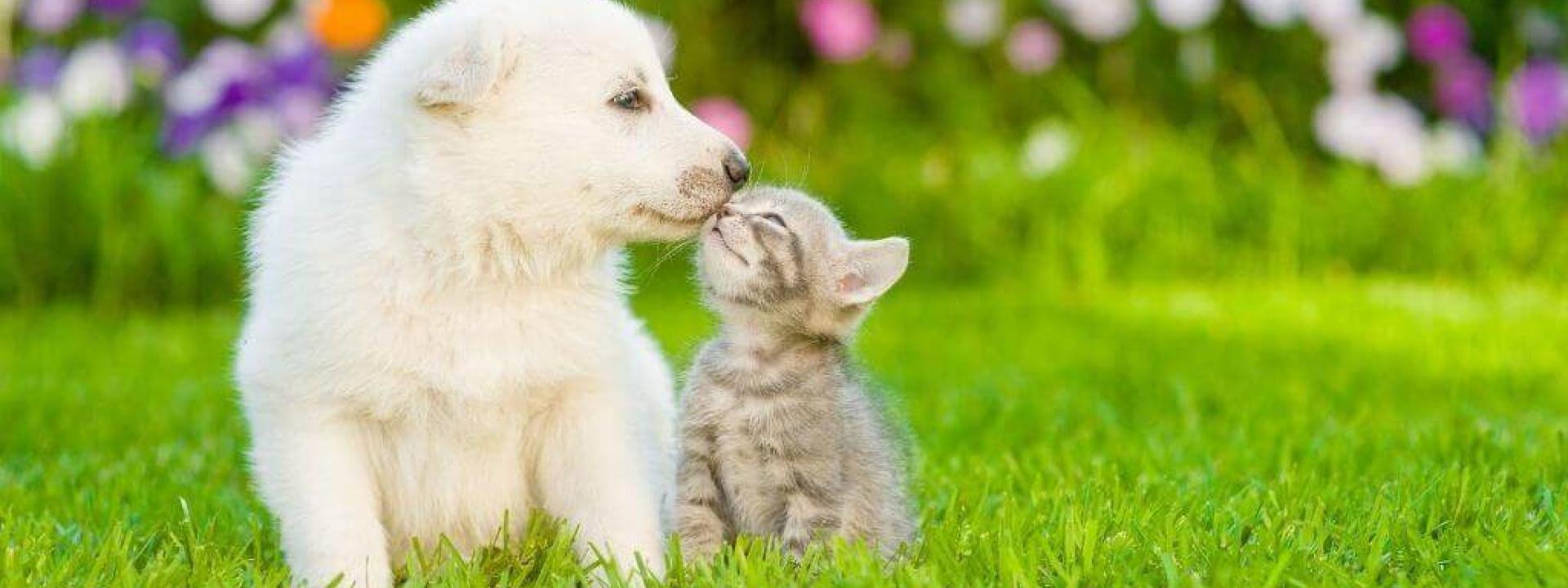 chip-your-pet-month-microchipping.jpg