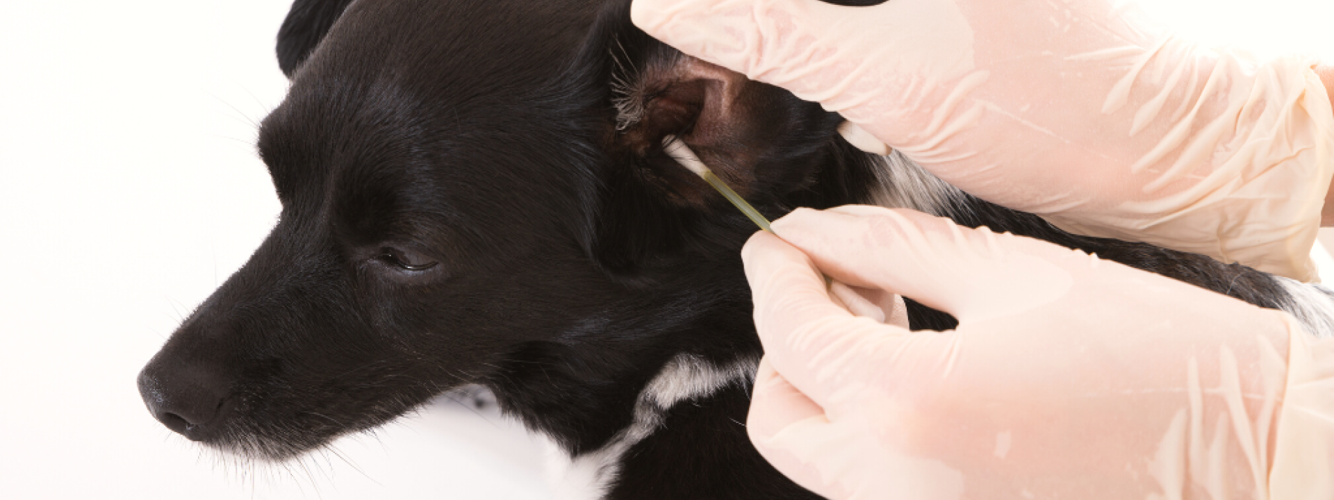 cleaning-your-dogs-ears-at-home-hero-1.png