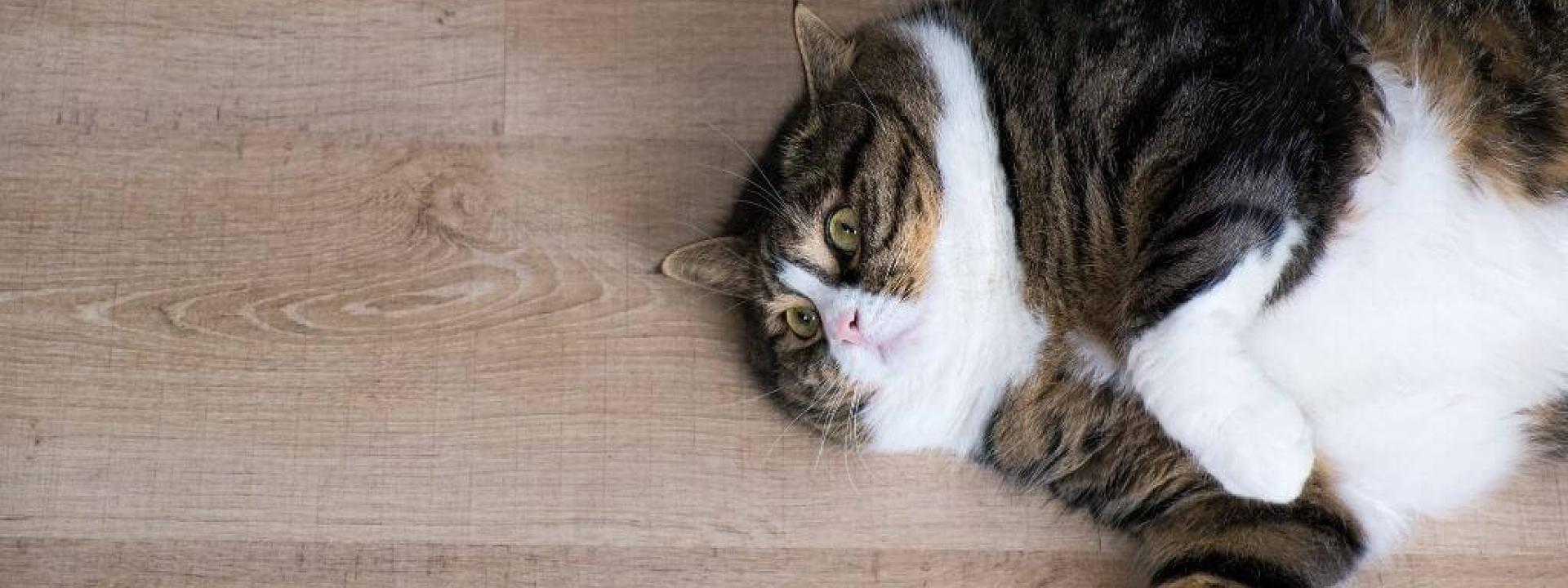 combat-cat-obesity.jpg
