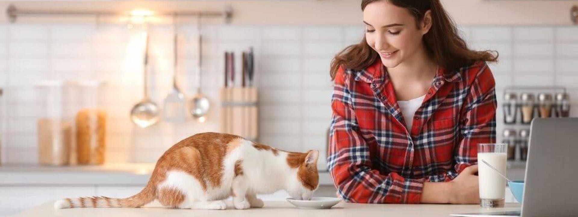 cooking-for-cats.jpg