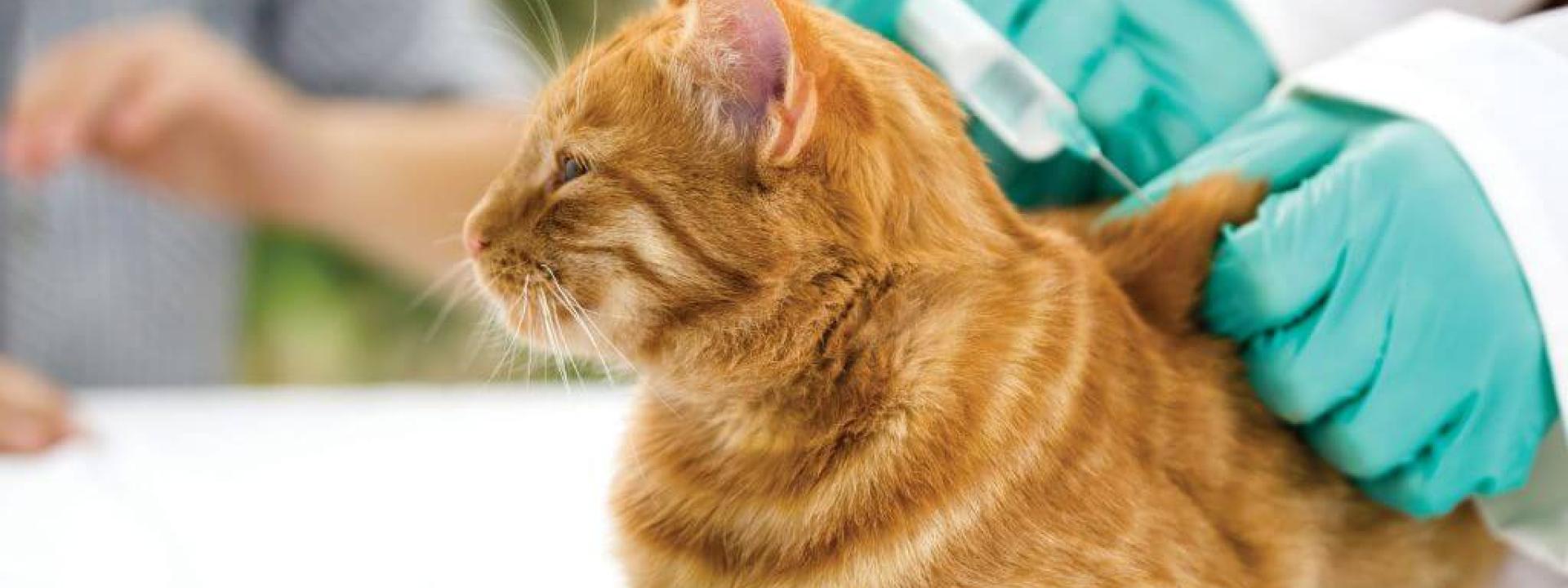core-vaccines-cats.jpg