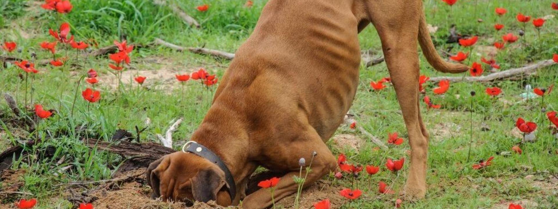 curious-dog-behaviors.jpg