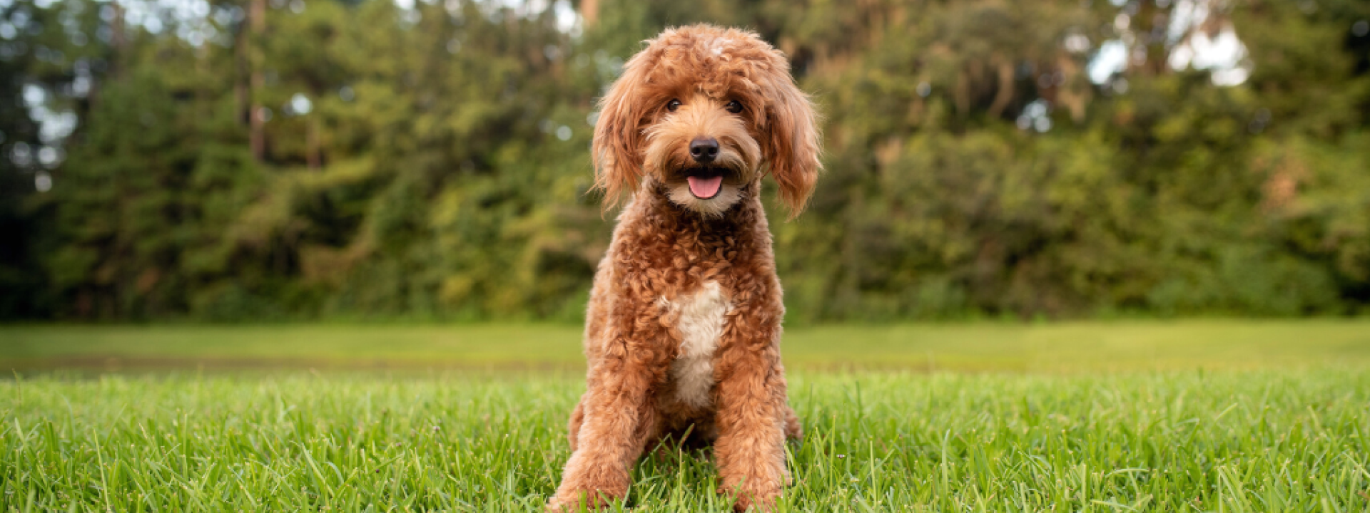 designer-dogs-hero-1.png