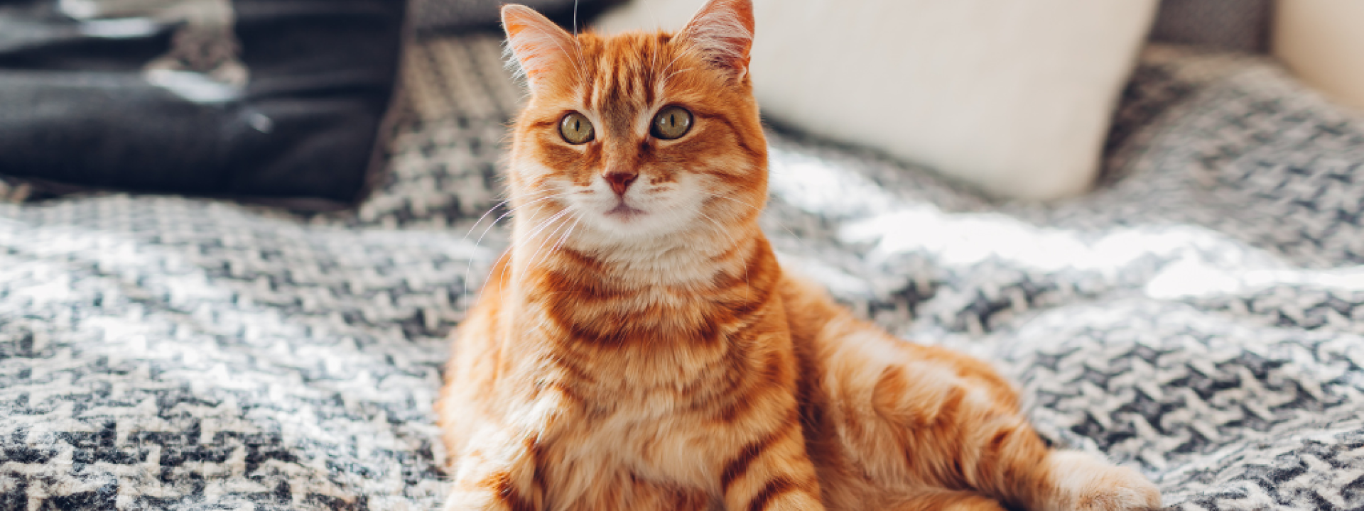 diabetes-in-dogs-and-cats-hero-1.png