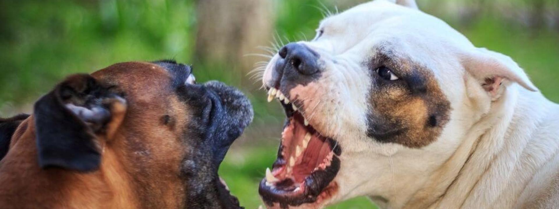 dog-aggression-types.jpg