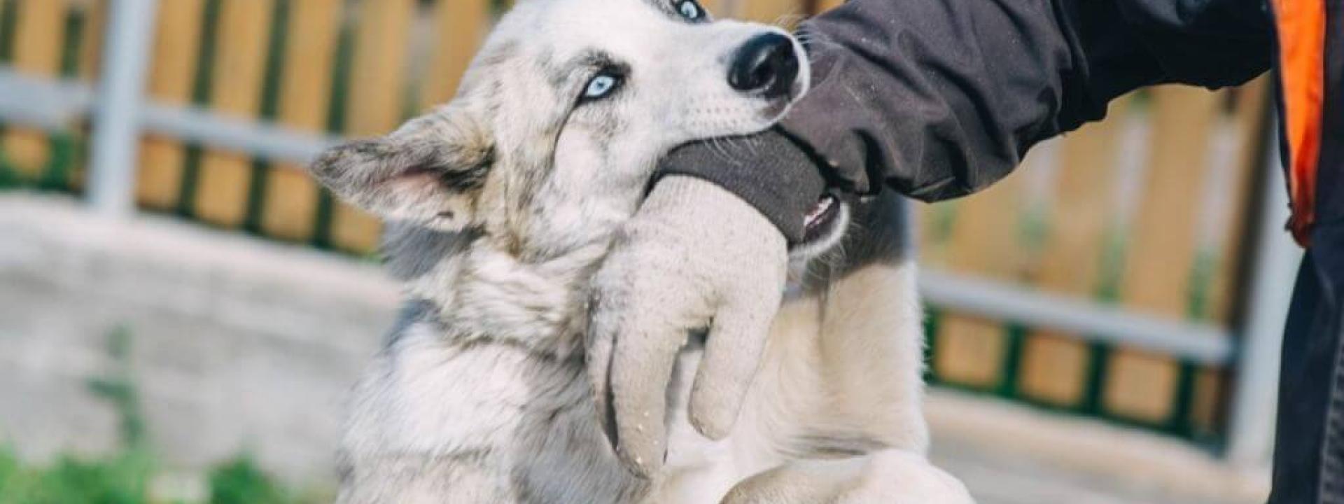 dog-bite-prevention-week.jpg