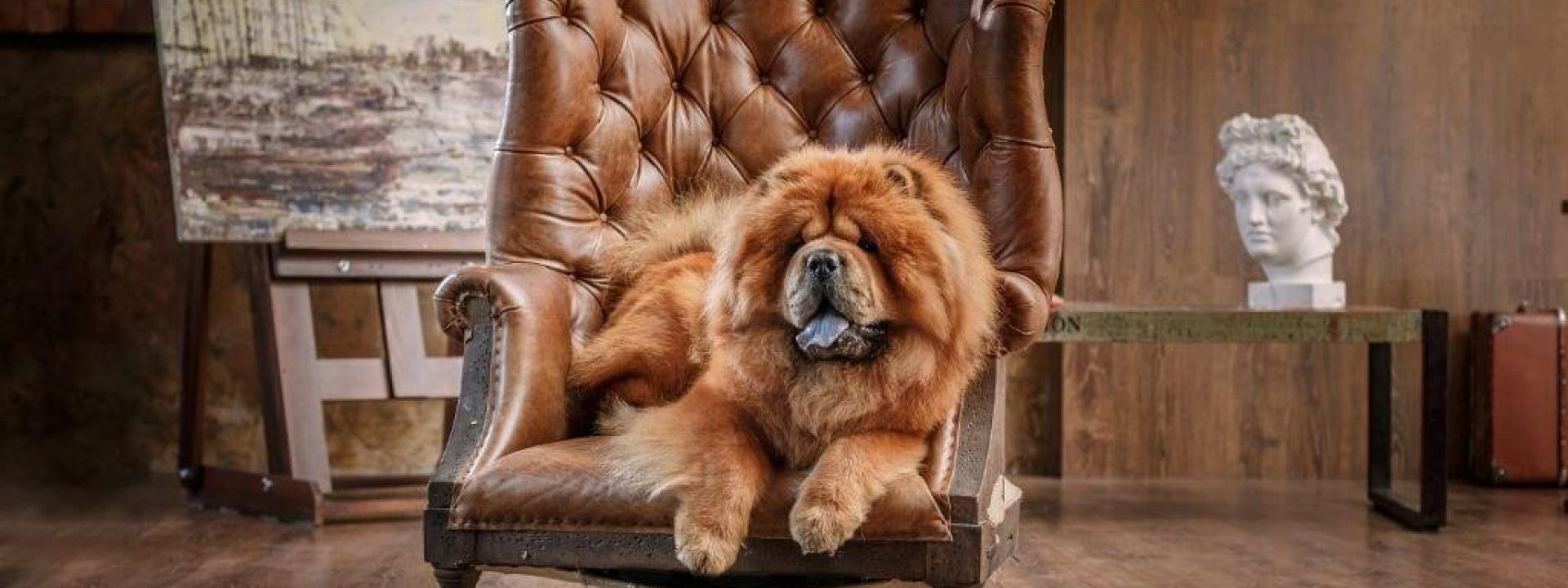dog-breeds-challenging-new-pet-owners.jpg
