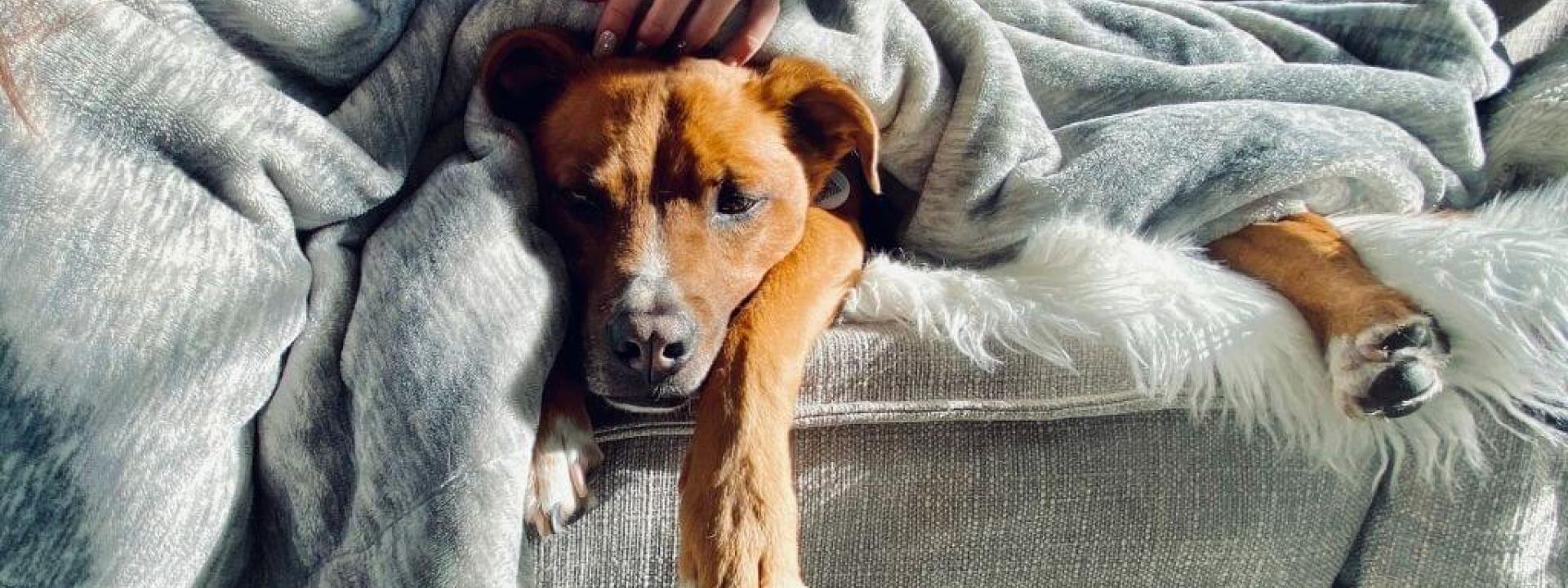 dog-cancer-symptoms.jpg