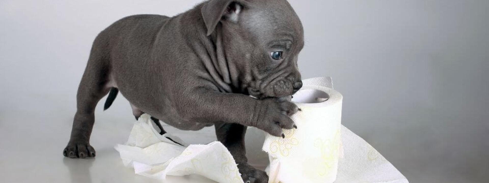 dog-diarrhea-causes.jpg