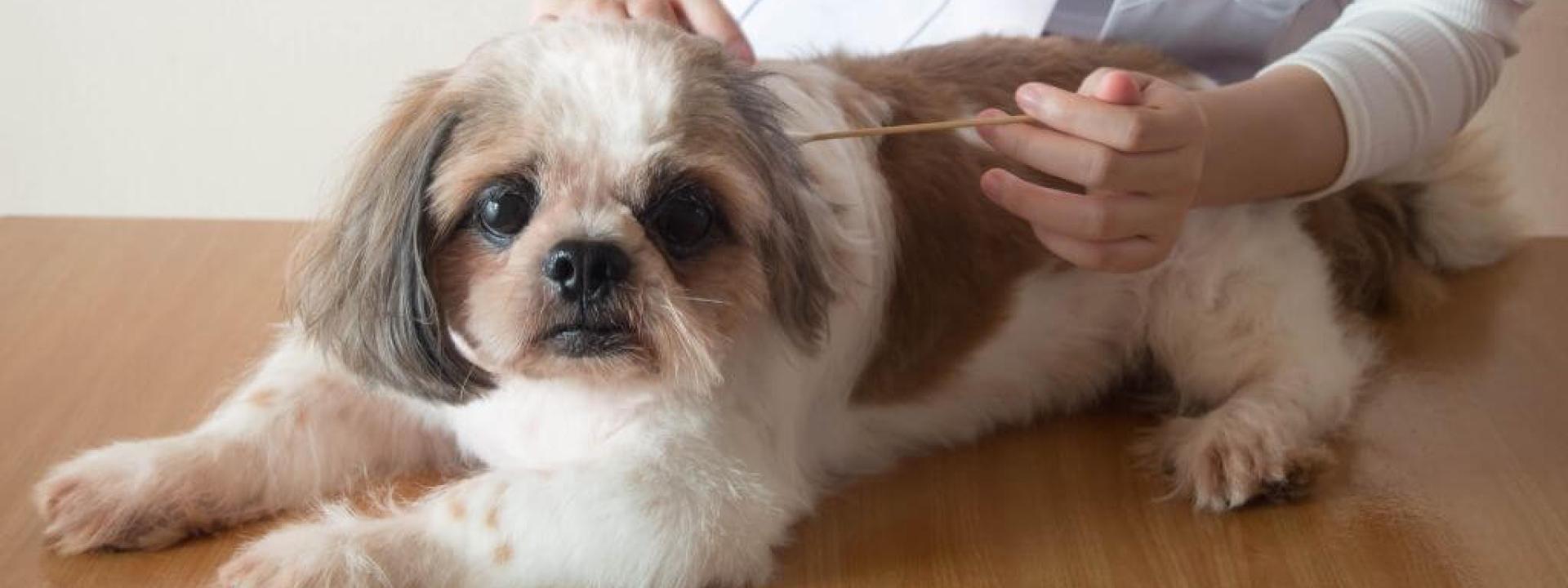 dog-ear-infection.jpg