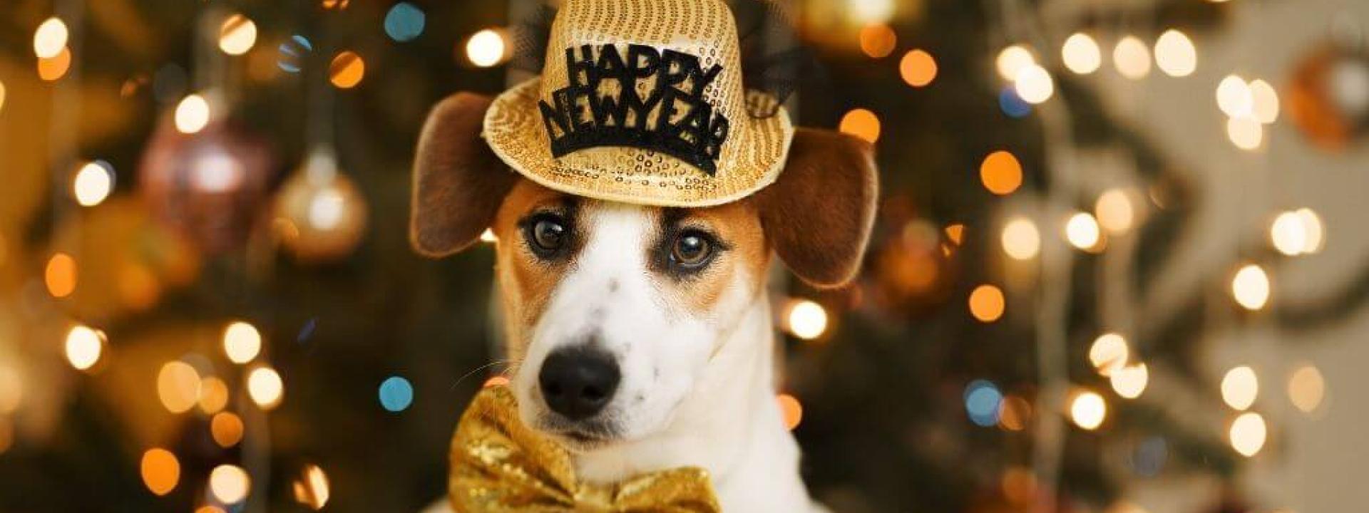 dog-optimal-health-new-year.jpg