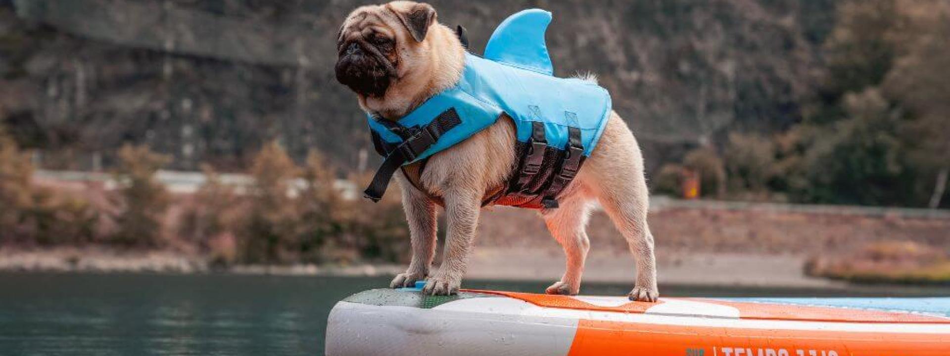 dog-paddleboarding-safety.jpg