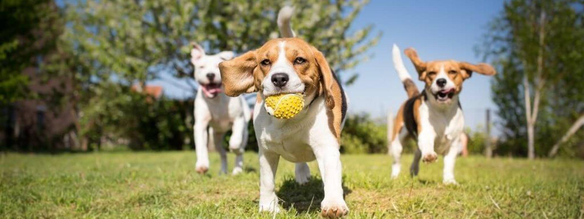 dog-park-etiquette.jpg