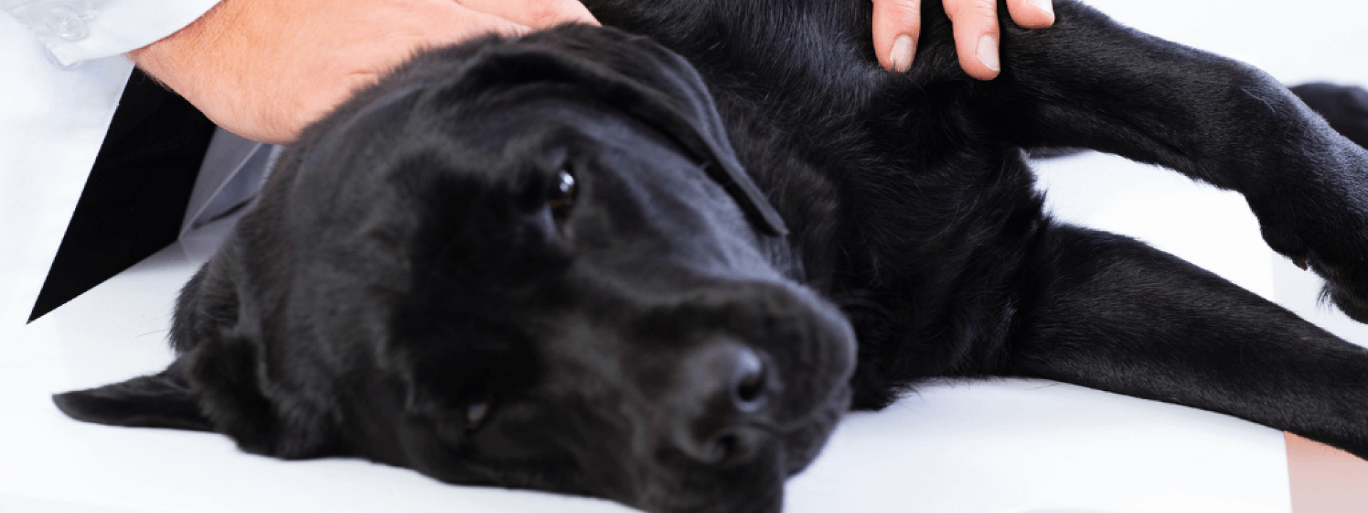 dog-seizures.png