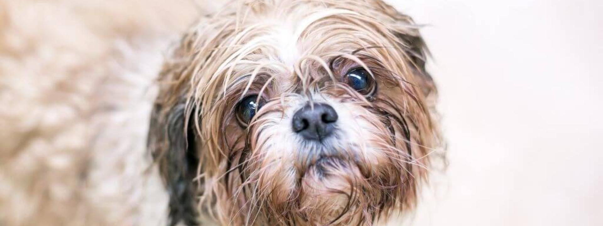 dog-tear-stains.jpg