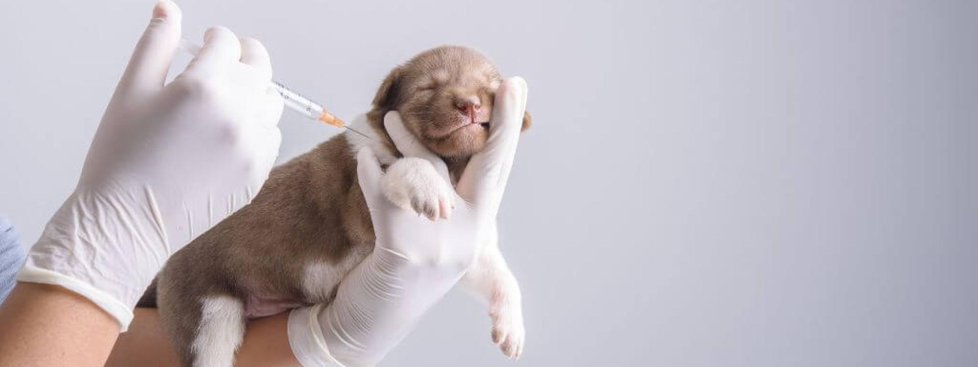 dog-vaccinations.jpg