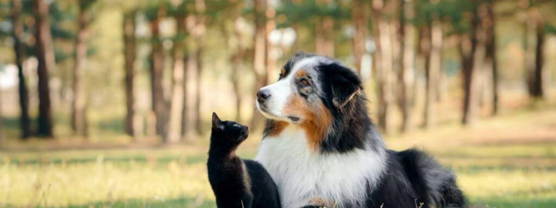 dogs-cats-pain-symptoms.jpg