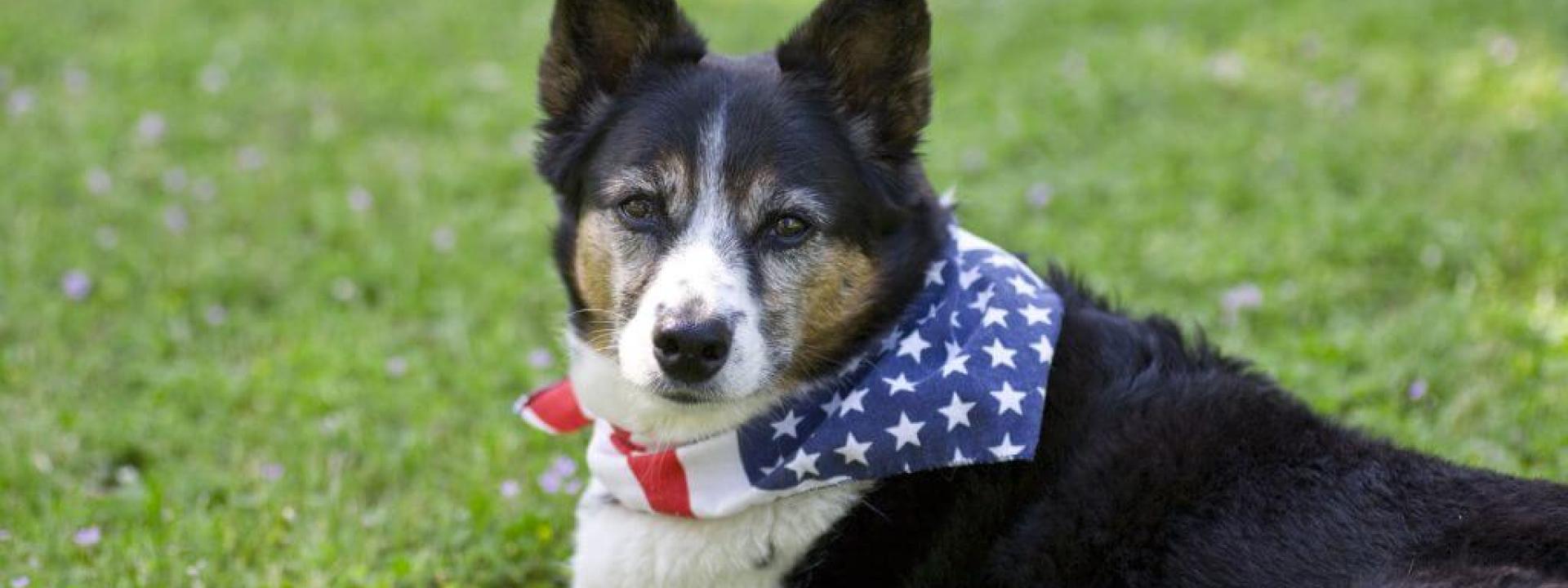 dogs-labor-day-boarding-facilities.jpg