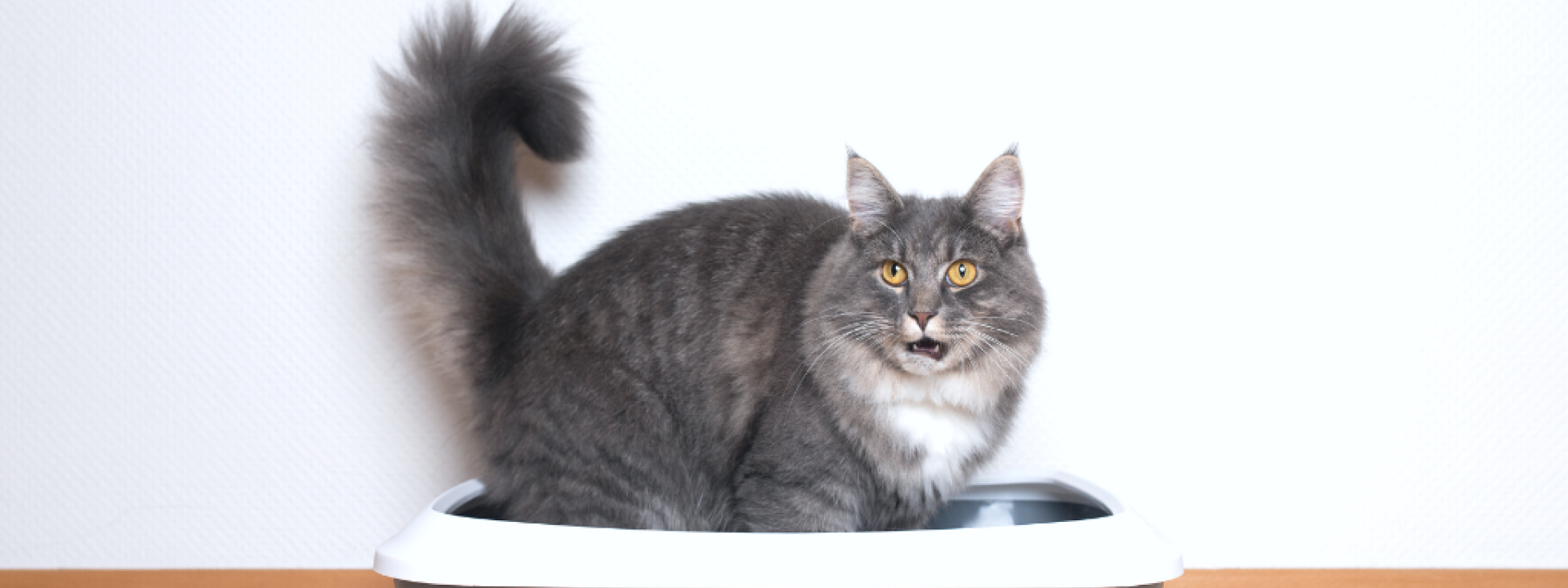 everything-you-never-wanted-to-know-about-cat-urine-hero-1.png