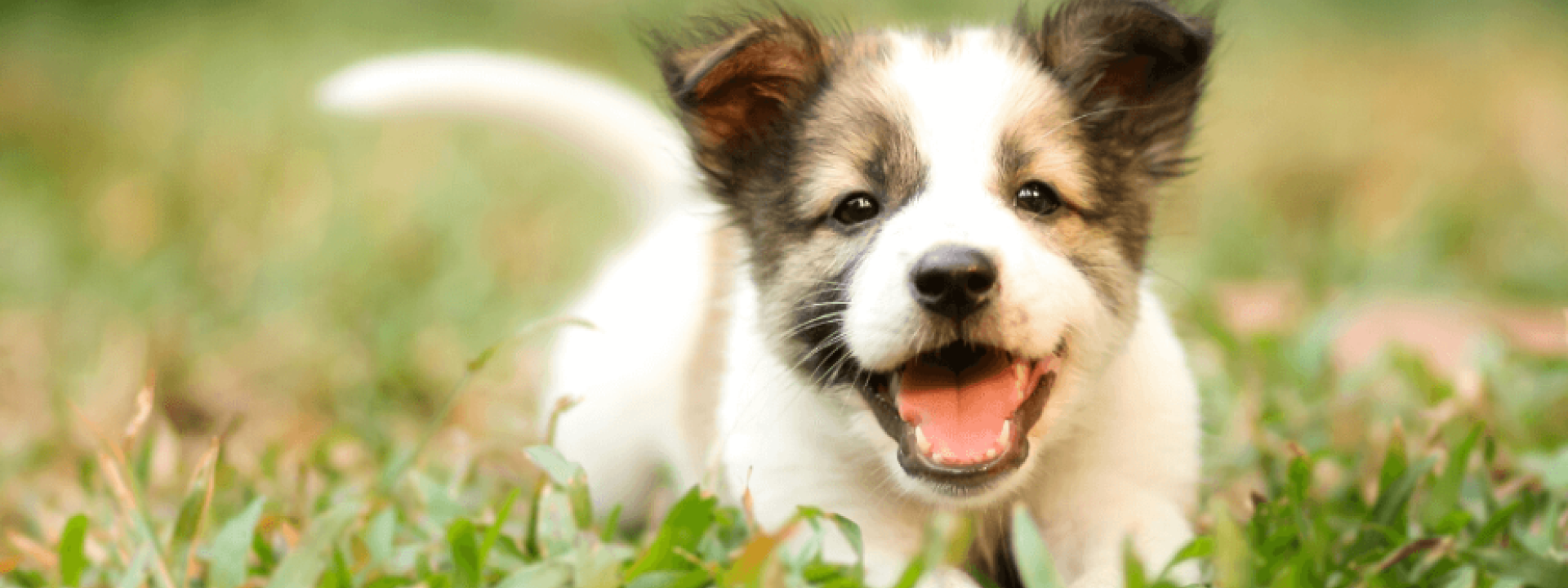 faq-about-puppy-behavior-and-training-hero-1.png
