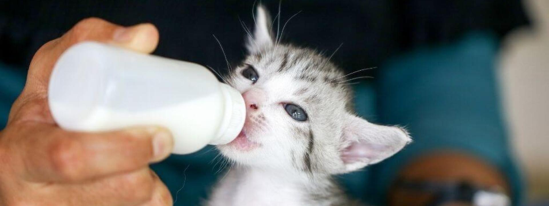 feeding-orphaned-kittens.jpg