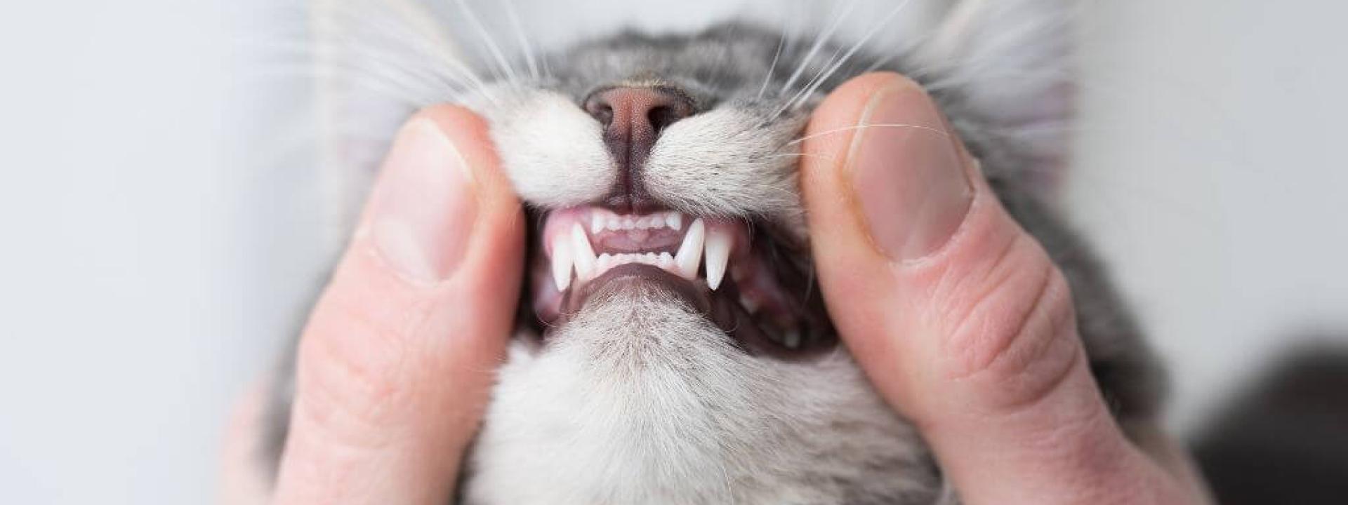 Owner lifting cats lips to show teeth